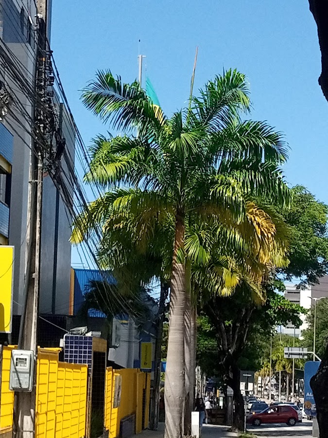 TOP TELECOM AGENTE AUTORIZADO CLARO — foto 6 de 6